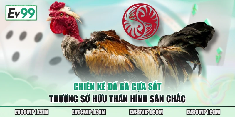 Chiến kê đá gà cựa sắt thường sở hữu thân hình săn chắc
