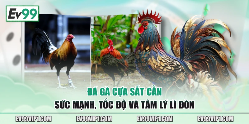 Đá gà cựa sắt cần sức mạnh, tốc độ và tâm lý lì đòn